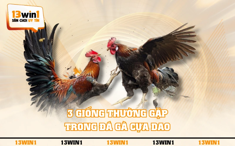 Đá Gà Cựa Dao - Quy Tắc Luật Chơi Và 3 Chiến Kê Điển Hình 5 3 giống thường gặp trong đá gà cựa dao