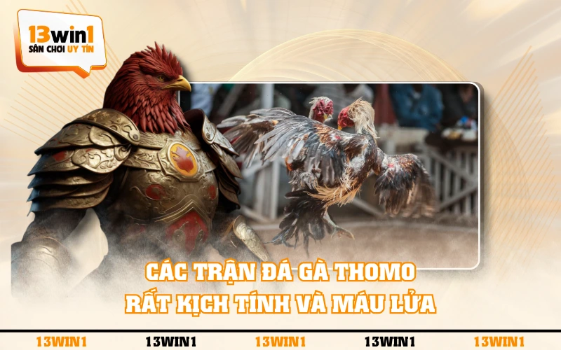 Nên Xem Đá Gà Thomo Tại Bồ Hay Qua Nền Tảng Online? 2 Các trận đá gà Thomo rất kịch tính và máu lửa
