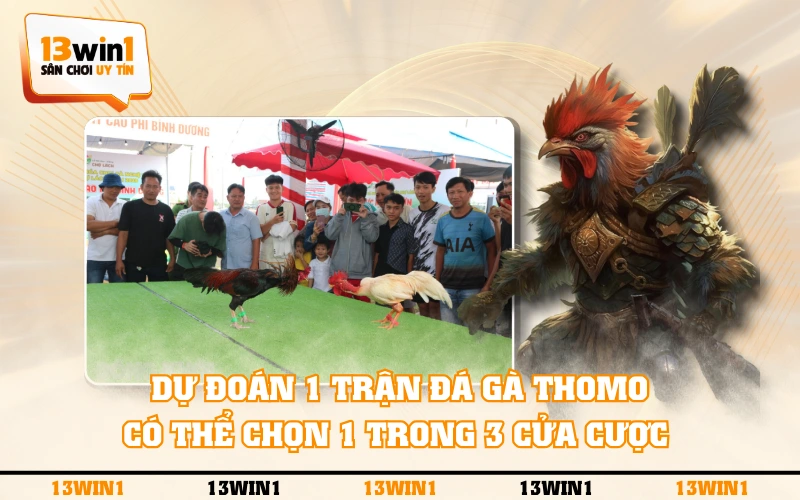 Nên Xem Đá Gà Thomo Tại Bồ Hay Qua Nền Tảng Online? 3 Dự đoán 1 trận đá gà Thomo có thể chọn 1 trong 3 cửa cược
