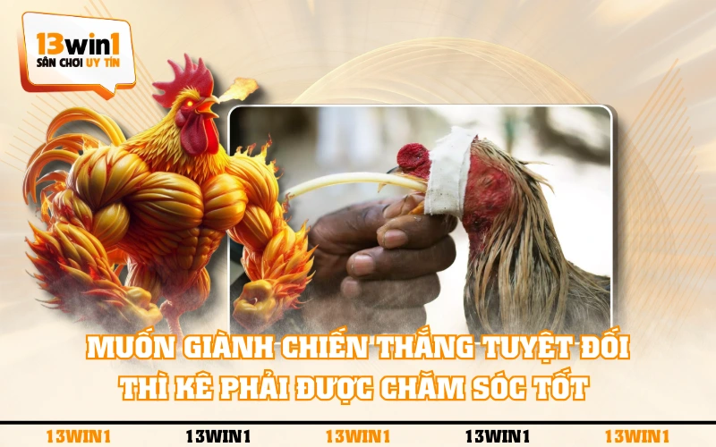 Đá Gà Cựa Sắt - Tổng Hợp Về Luật Chơi Và Cách Chăm Sóc Kê 4 Muốn giành chiến thắng tuyệt đối thì kê phải được chăm sóc tốt